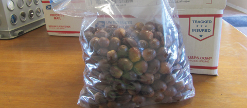 Acorns in a Bag