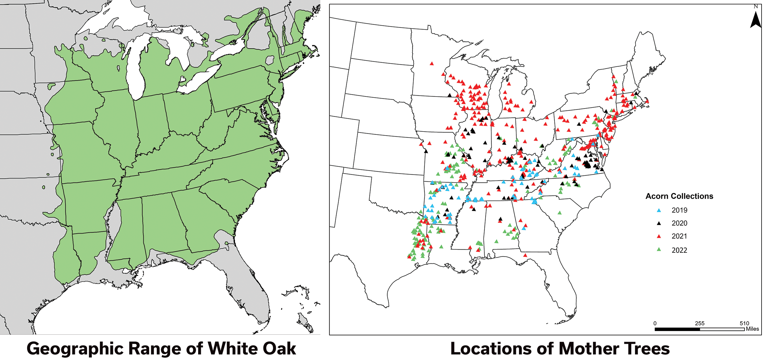 Acorn maps