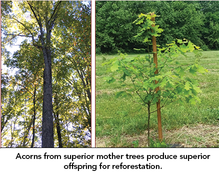 Superior tree growth